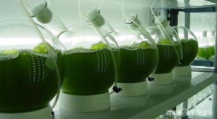 多贏！啤酒廠廢水養微藻變身新型肥料！生物技術研究改寫環保格局