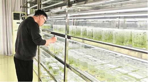 科技賦能馬鈴薯產業 貴州省生物技術研究所育種研究室田間查看新品種核心種質